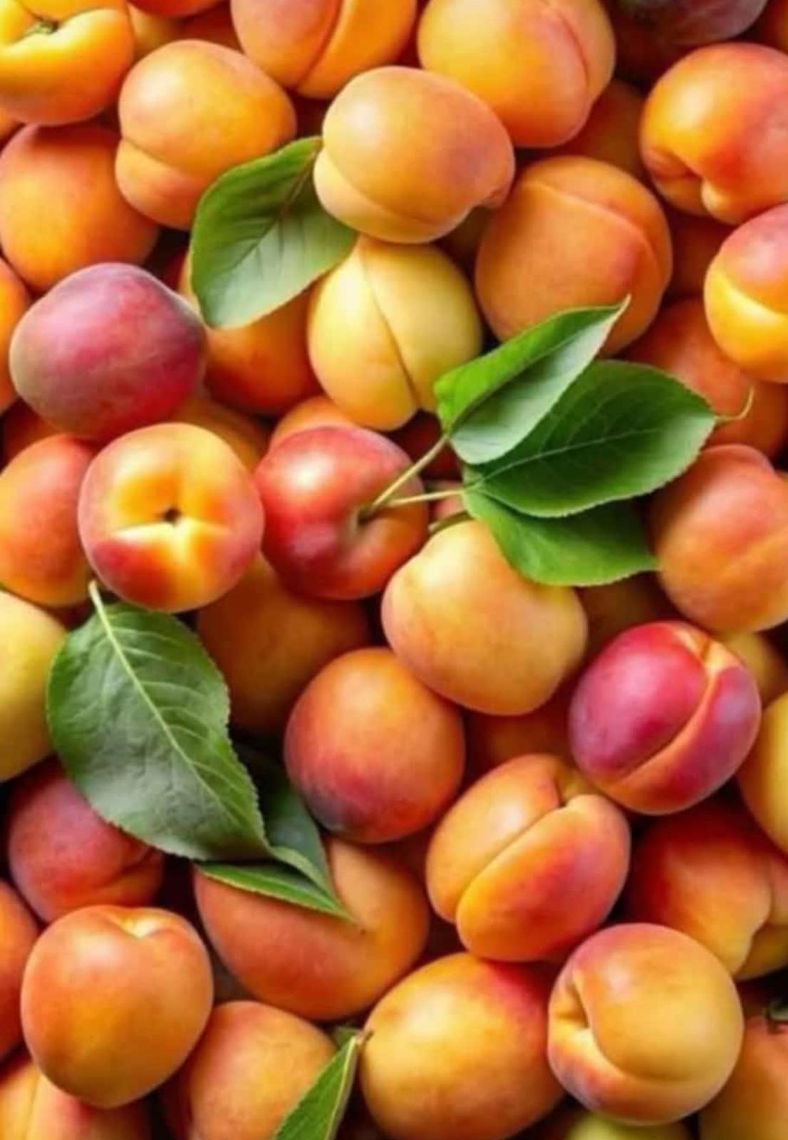 Mandalina