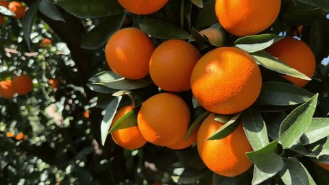 Mandalina