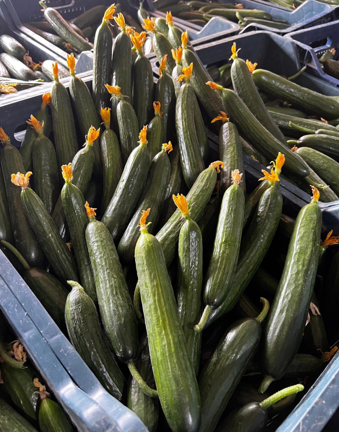 Mandalina